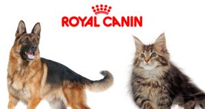 Royal canin kutya és macskatápok